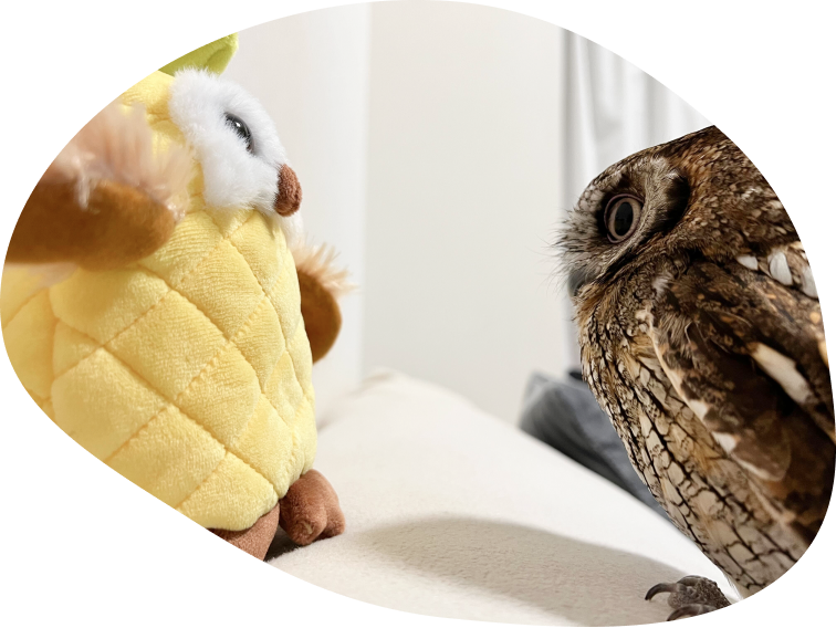 A plushie owl looking into an actual owl